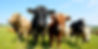 Cows jpg.jpg