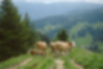 Cows grazing on a lush hillside amidst pine trees, overlooking a scenic mountain landscape with green valleys and distant peaks.