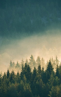 Forrest