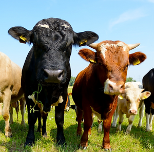 Cows